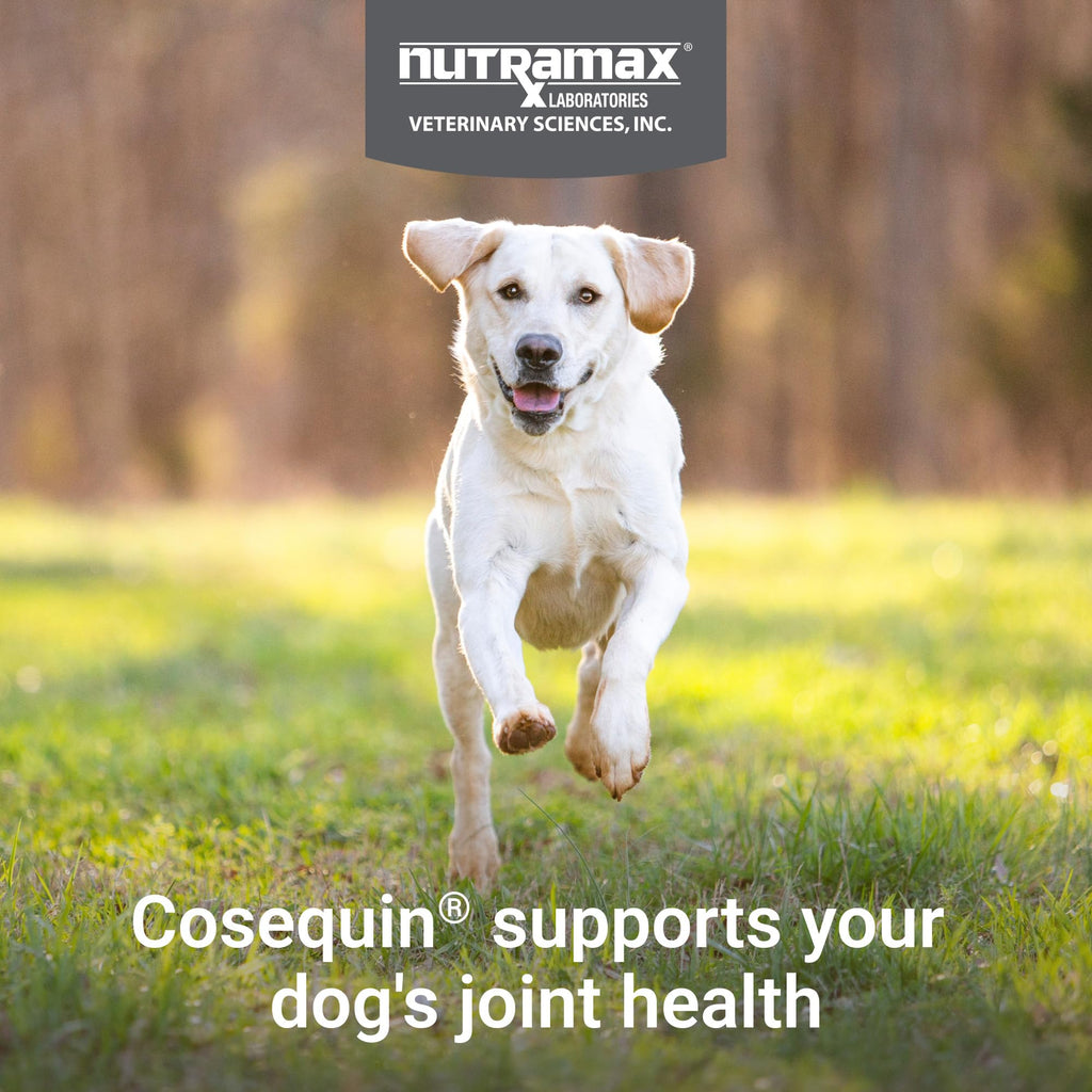 Dog Joint Supplement Soft Chews 60ct L2602