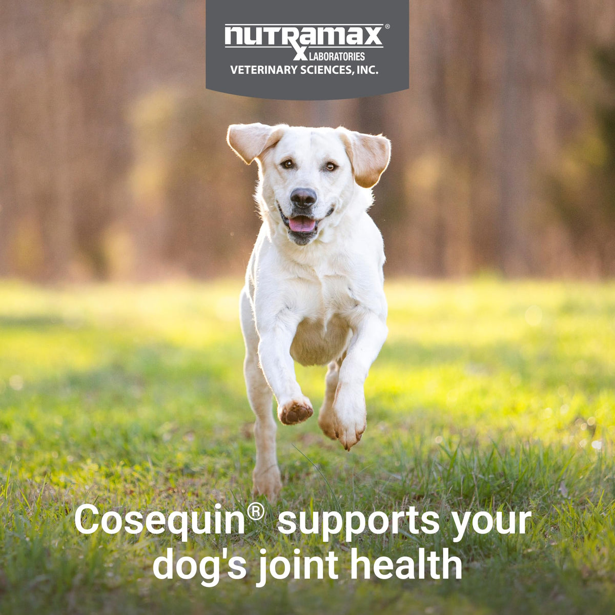 Dog Joint Supplement Soft Chews 60ct L2602
